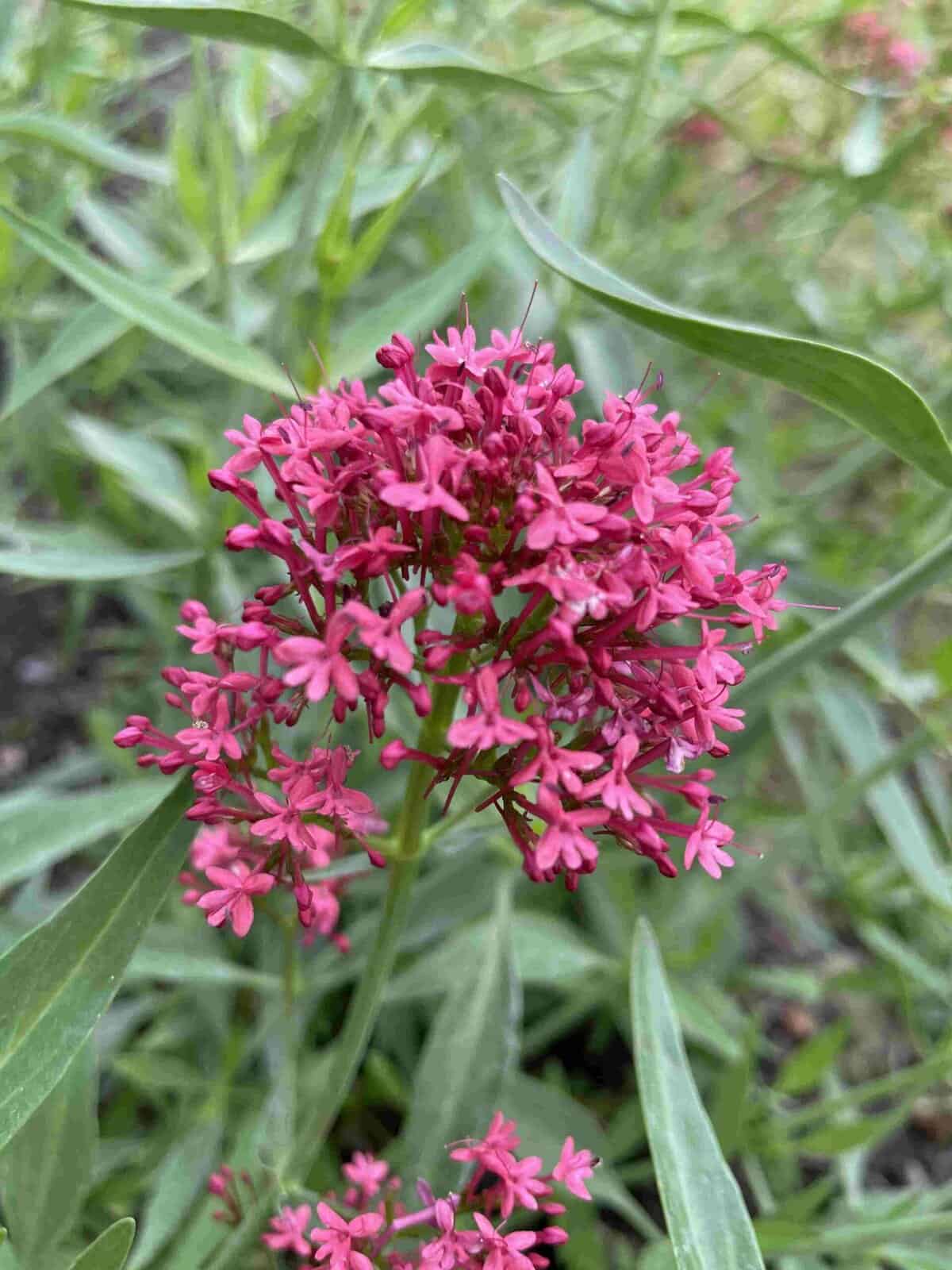 Diep roze bloeiende schermen van Centranthus ruber ‘Rosenrot’
