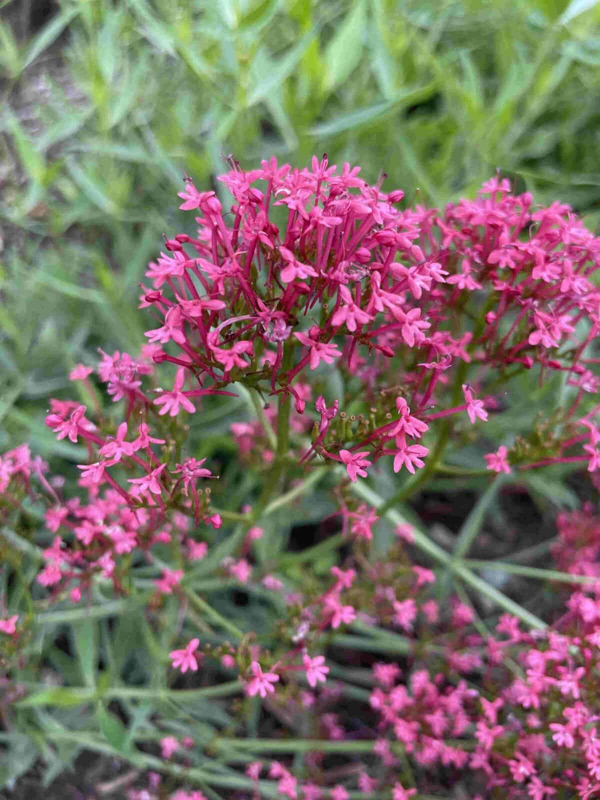 Centranthus ruber 'Rosenrot'