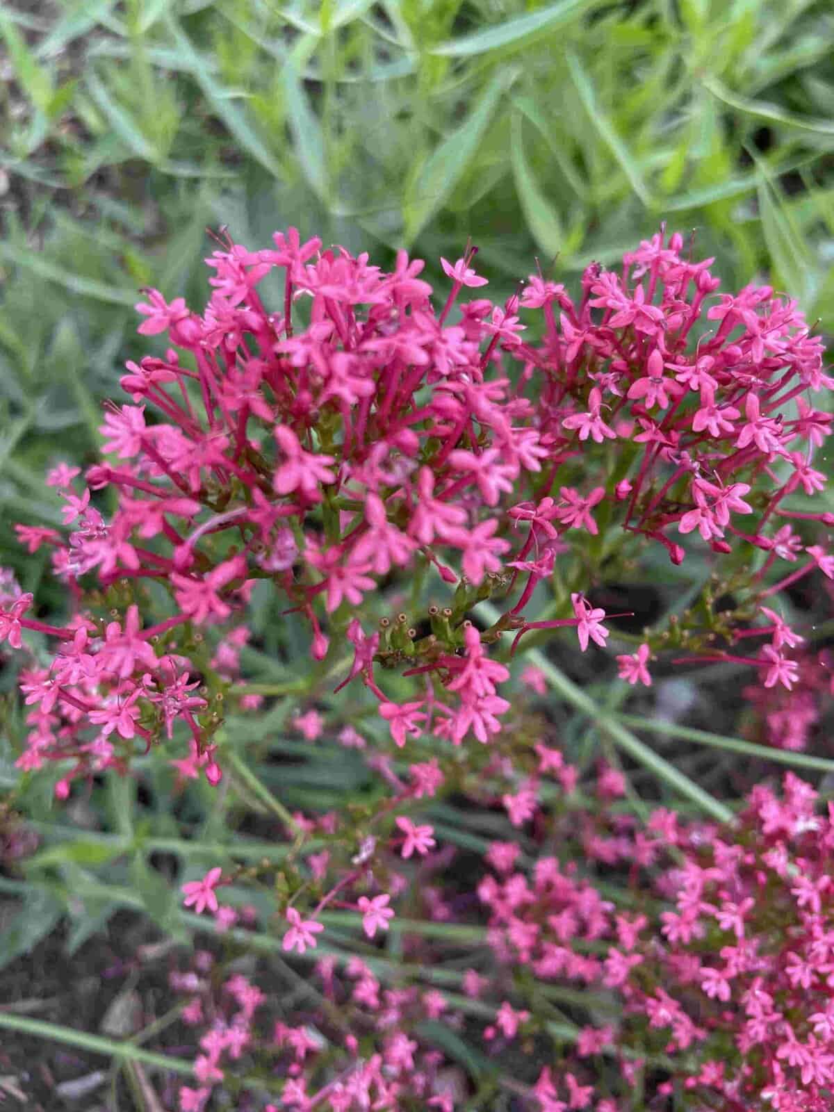 Centranthus ruber 'Rosenrot'