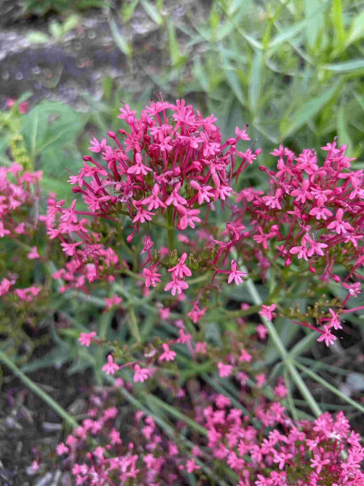 Centranthus ruber 'Rosenrot'