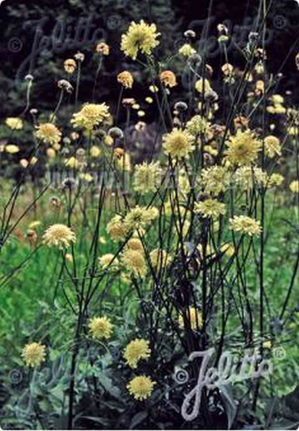Roomgeel bloeiende bloemhoofden van Cephalaria alpina