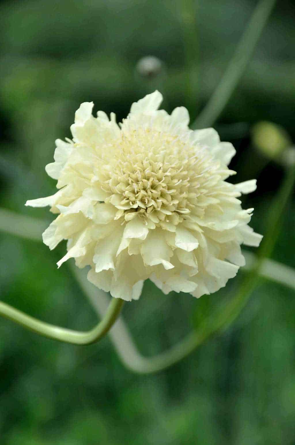 Cephalaria gigantea