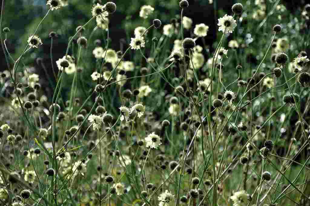 Cephalaria gigantea