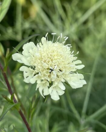 Cephalaria gigantea toegepast als transparante structuurplant in een natuurlijke vasteplantenborder.