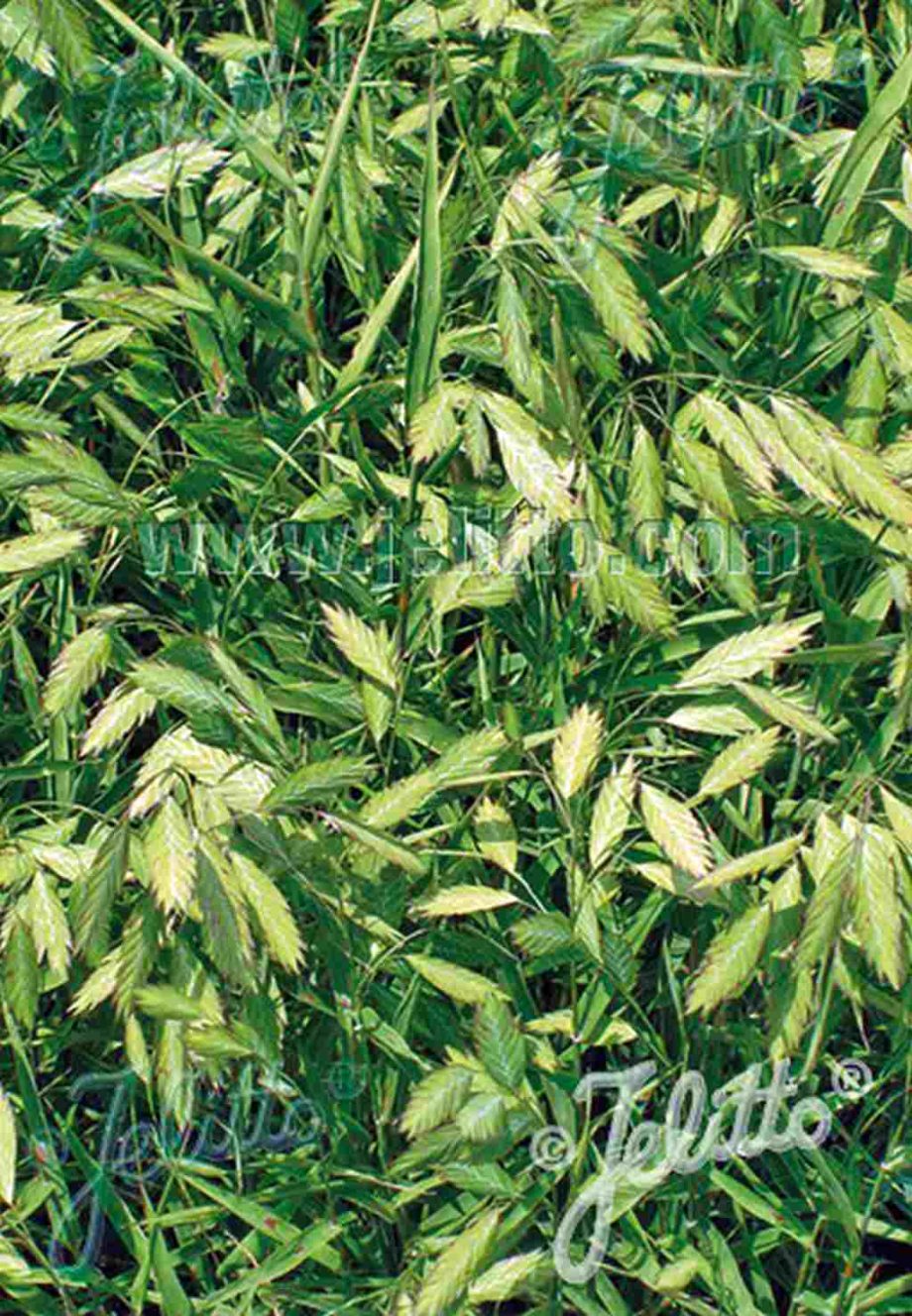 Chasmanthium latifolium 'Little Tickler'