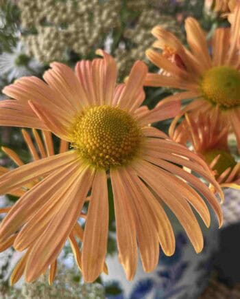 Chrysanthemum rubellum 'Mary Stoker'