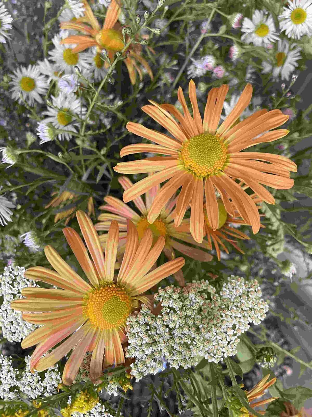 Chrysanthemum rubellum 'Mary Stoker'