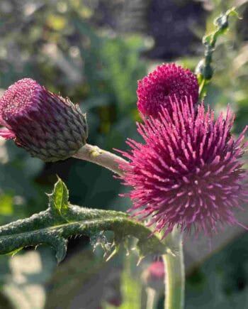 Purperrode bloemen van Cirsium rivulare ‘Atropurpureum’