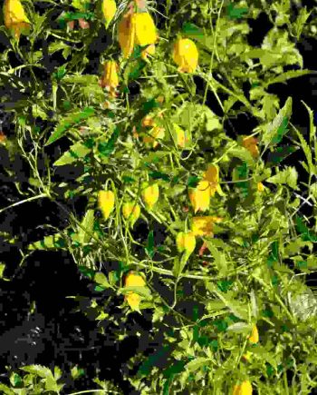 Gele klokbloem van Clematis tangutica