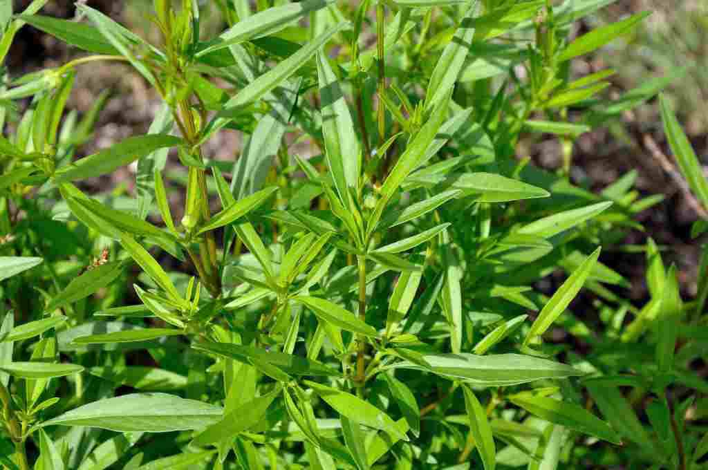 Coreopsis verticillata 'Full Moon'