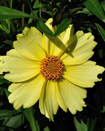 Coreopsis Full Moon vaste plant met grote heldergele bloemen