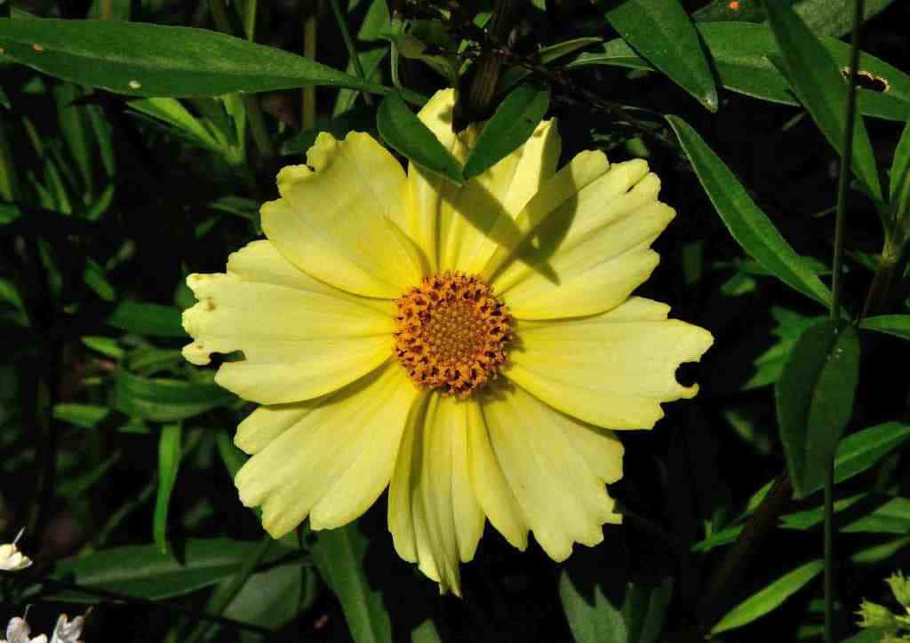 Coreopsis Full Moon vaste plant met grote heldergele bloemen