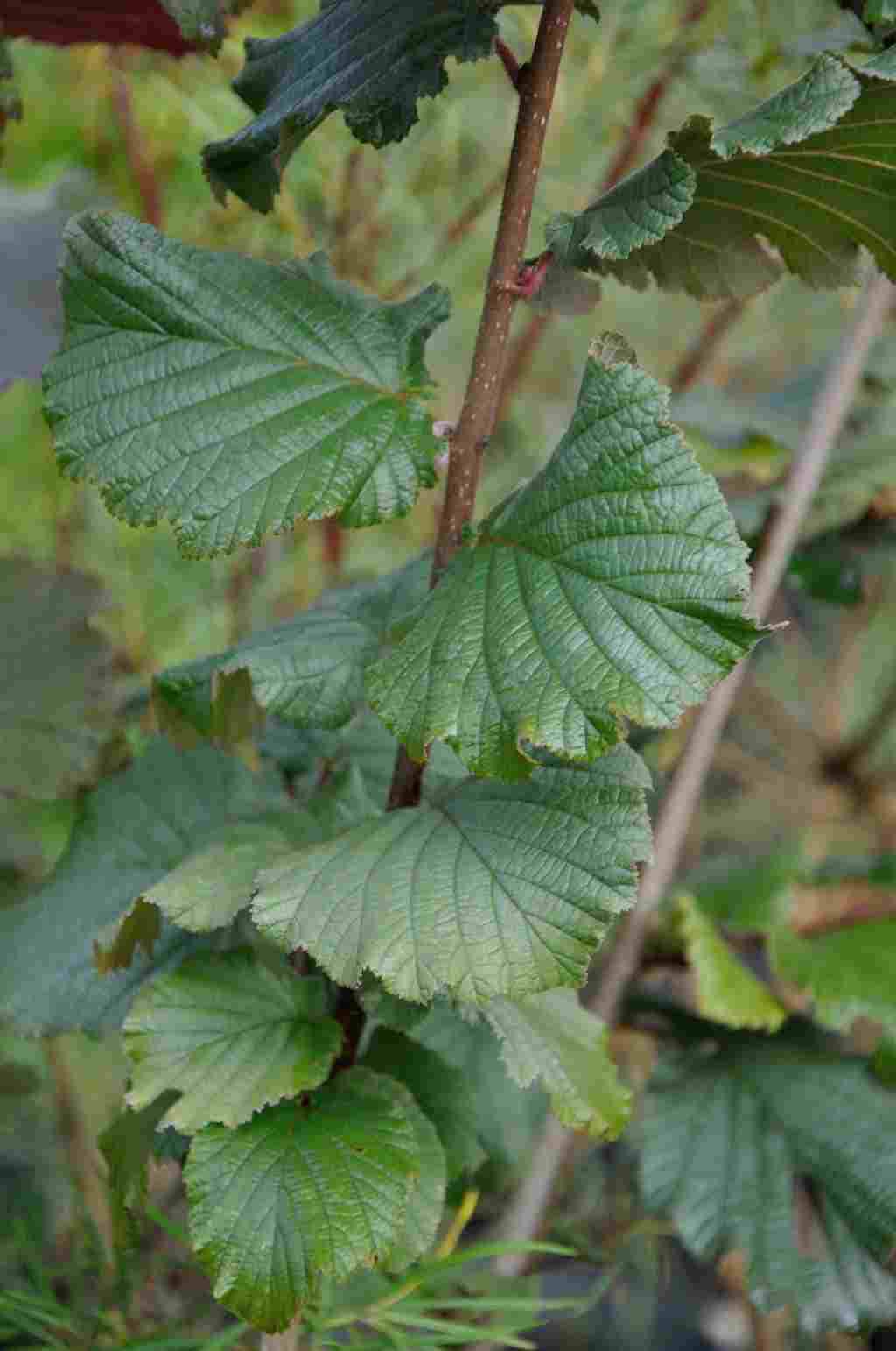 Corylus maxima 'Purpurea'