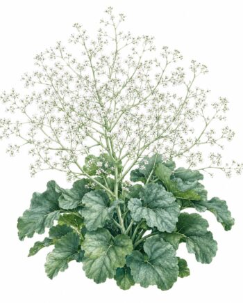 Crambe cordifolia