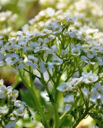 Witte bloei van Crambe maritima