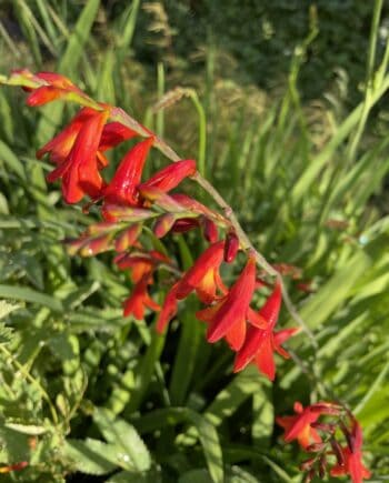 Crocosmia 'Fire Fly' met vurigoranje bloemen aan sierlijk gebogen bloemstelen.