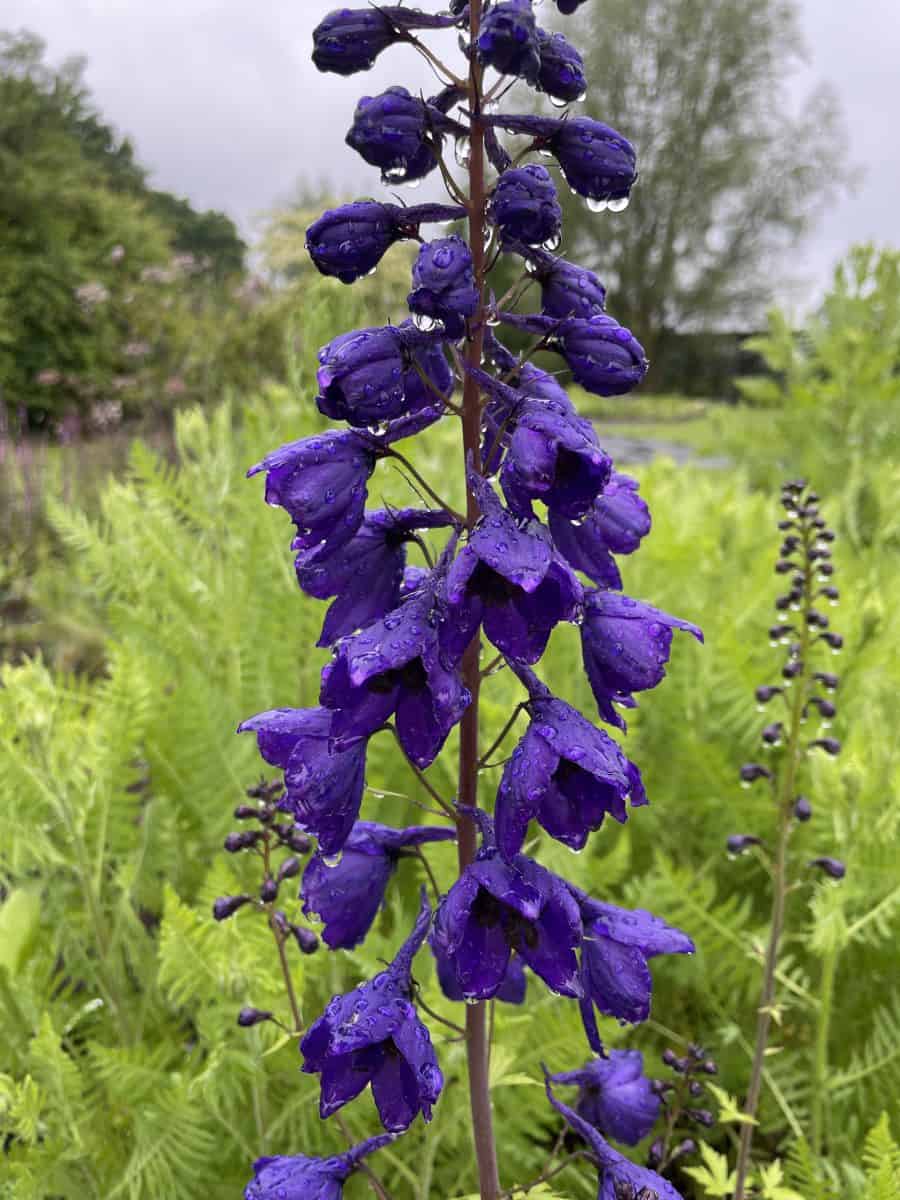 Detail van donkerpaarse bloemen van Delphinium Black Knight met contrasterend hart