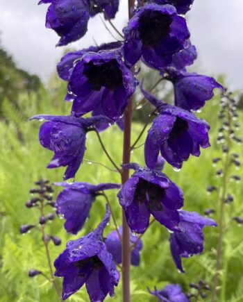 Delphinium Black Knight met hoge diep donkerpaarse bloemaren in bloei
