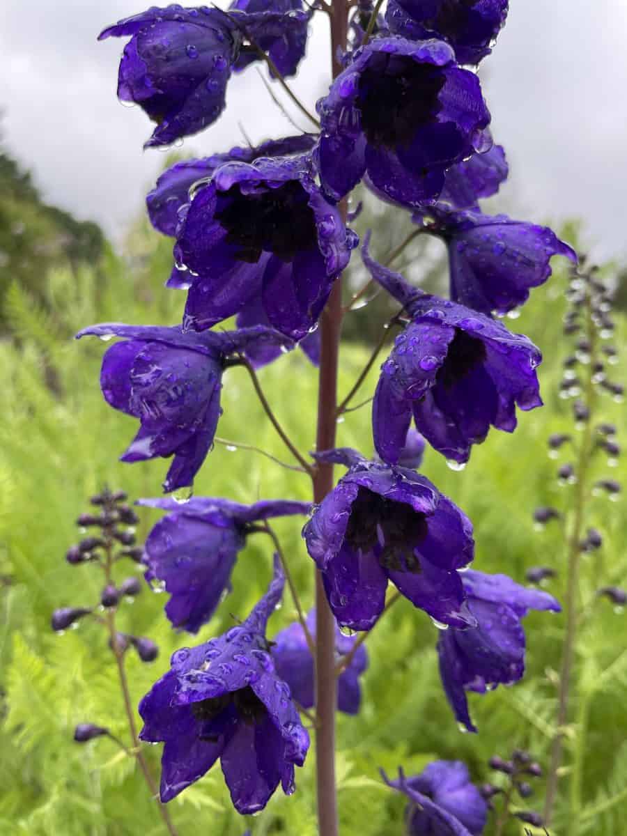 Delphinium Black Knight met hoge diep donkerpaarse bloemaren in bloei
