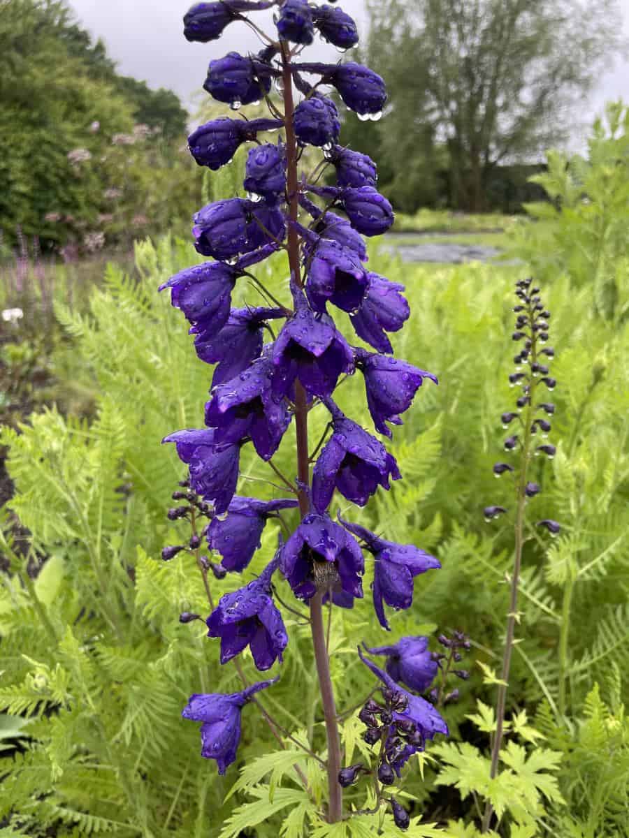 Delphinium Black Knight met rijk bloeiende hoge bloemaren in border