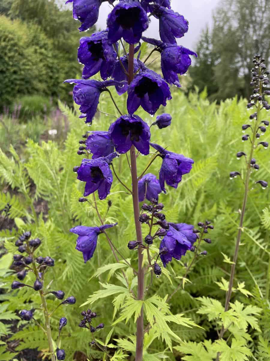 Close-up van bloemen van Delphinium Black Knight met diepe paarstinten