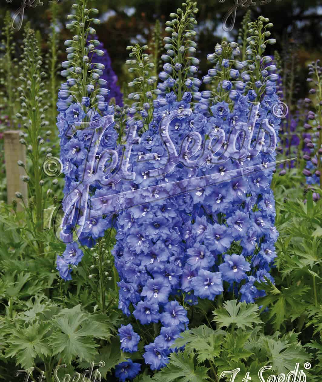 Delphinium elatum Blue Lace vaste plant met lichtblauwe bloei