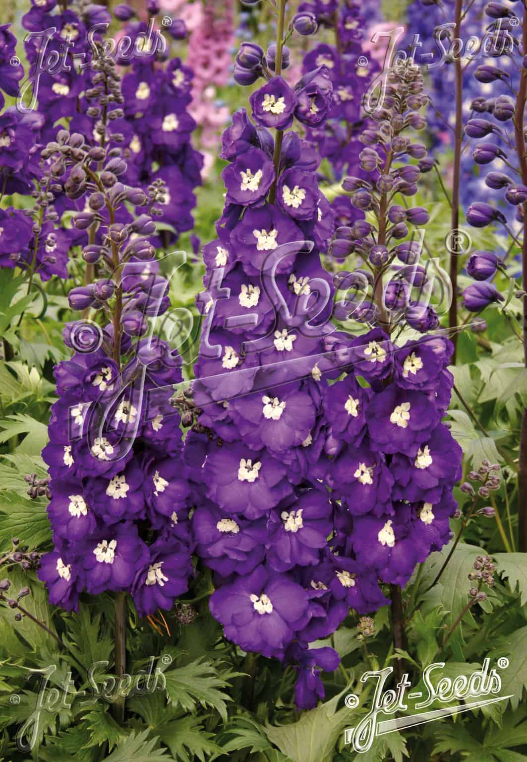 Delphinium elatum Purple Passion vaste plant met diep paarsblauwe bloei