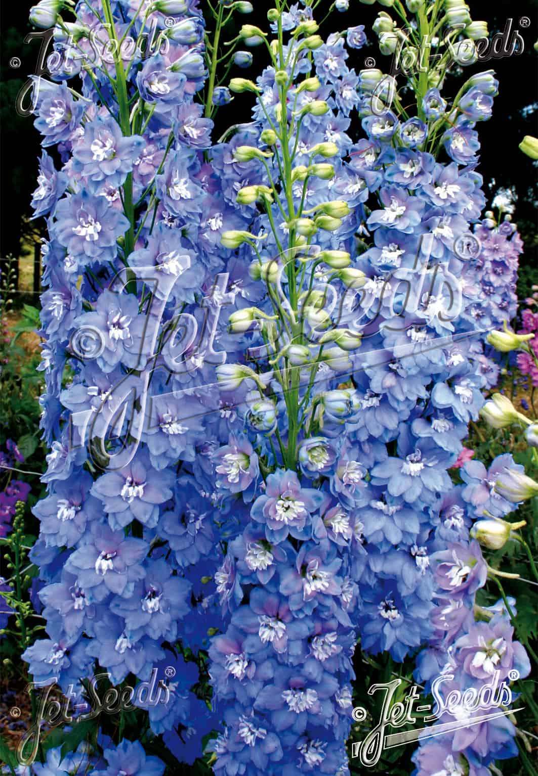 Delphinium elatum Sunny Skies vaste plant met lichtblauwe bloei