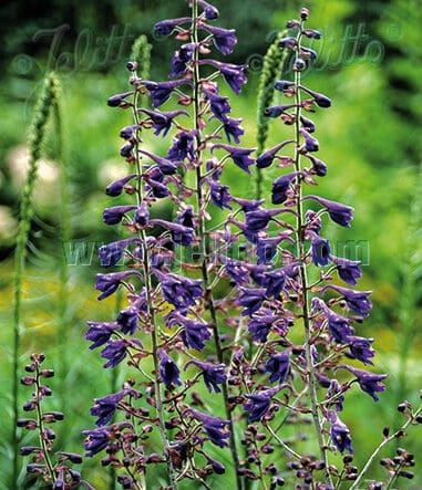 Delphinium maackianum vaste plant met losse blauwviolette bloei