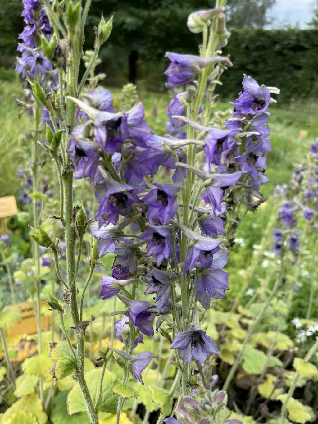 Delphinium vestitum vaste plant met zachte blauwviolette bloei
