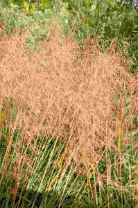 Deschampsia cespitosa