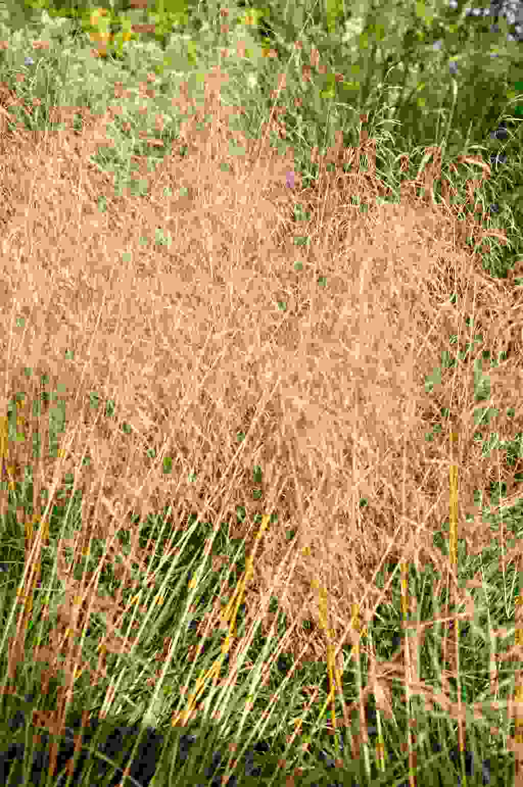 Luchtige bloei van Deschampsia cespitosa