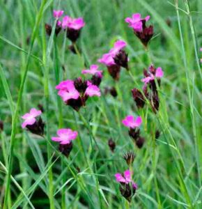 Dianthus carthusianorum