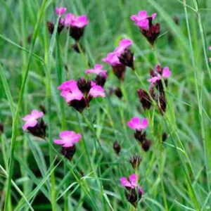 Paars roze bloei van Dianthus carthusianorum