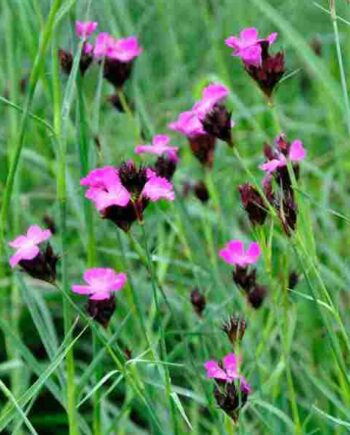 Paars roze bloei van Dianthus carthusianorum