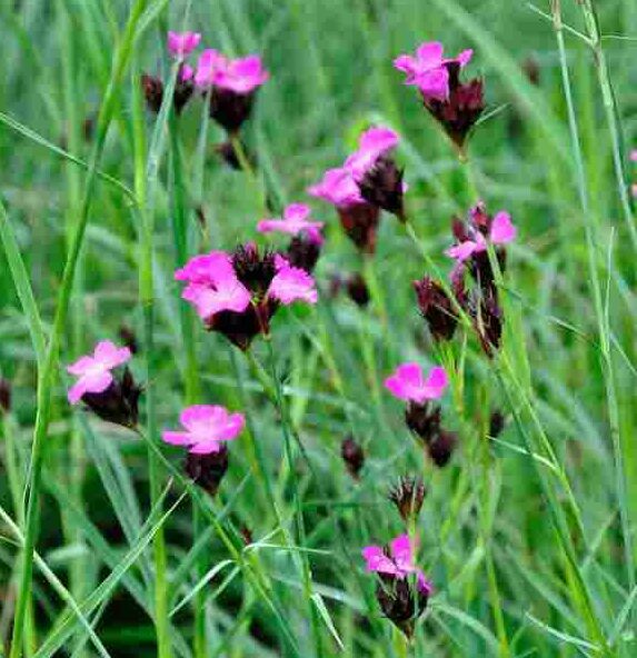 Paars roze bloei van Dianthus carthusianorum