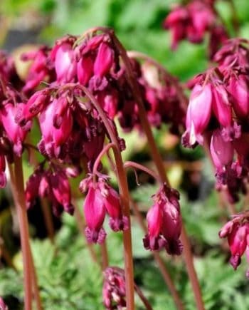 Roze bloemen van Dicentra formosa ‘Luxuriant’