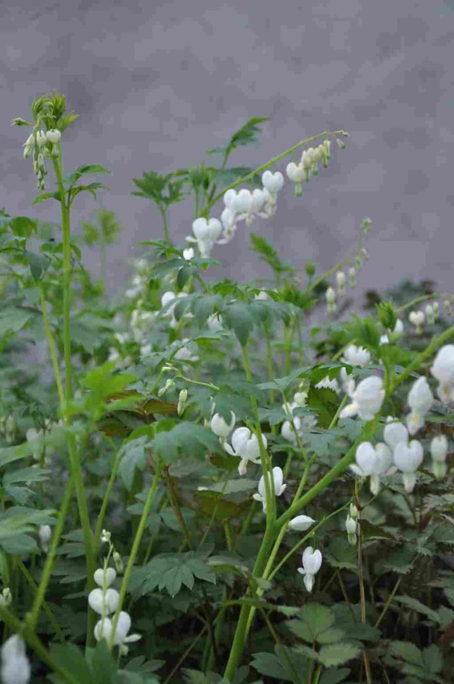 Dicentra spectabilis 'Alba' • PLANTWERK • online planten kopen