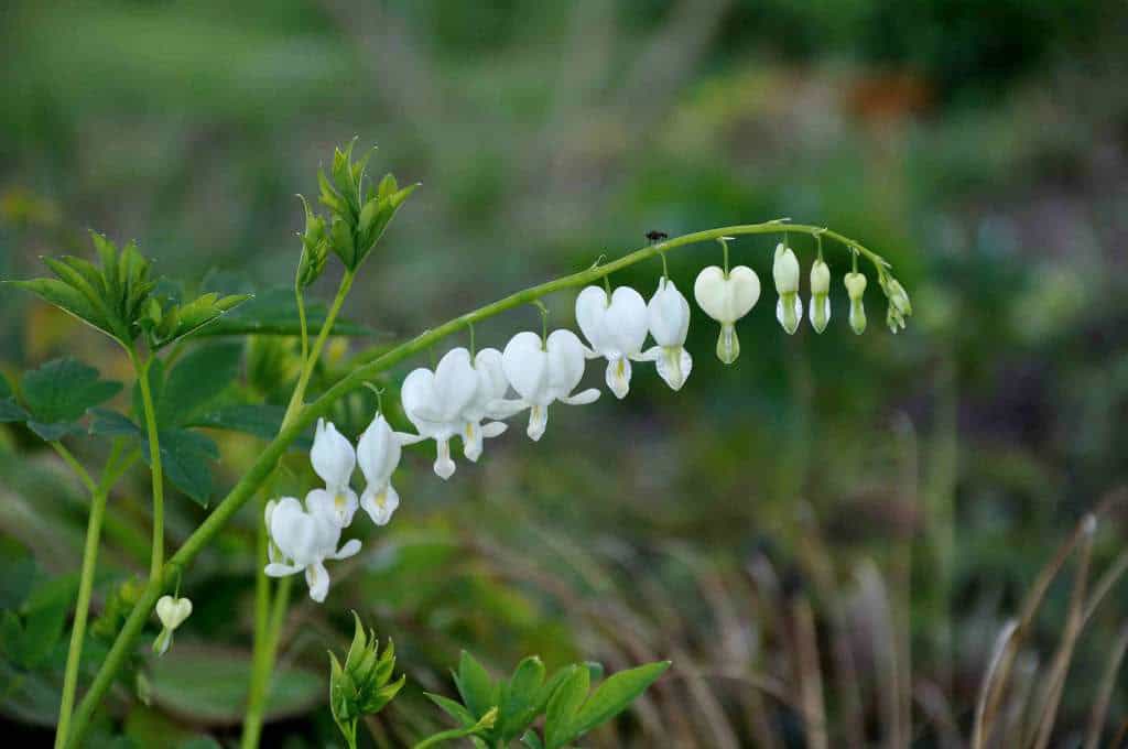 Dicentra spectabilis 'Alba' • PLANTWERK • online planten kopen