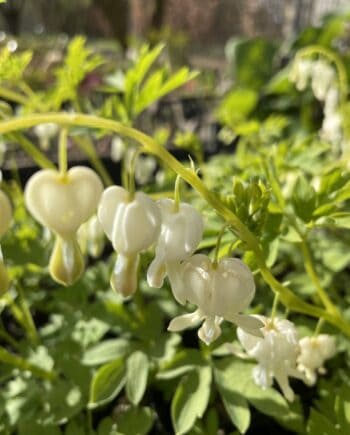 Dicentra spectabilis Alba met hangende witte hartvormige bloemen