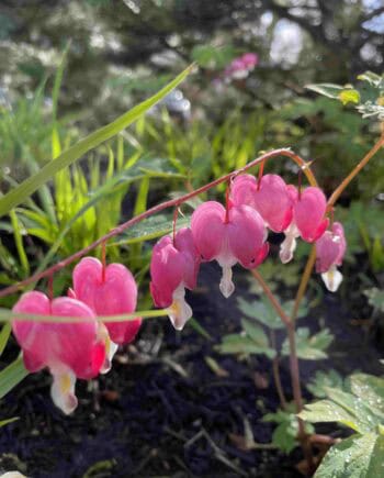 Roze bloemen van Dicentra spectabilis
