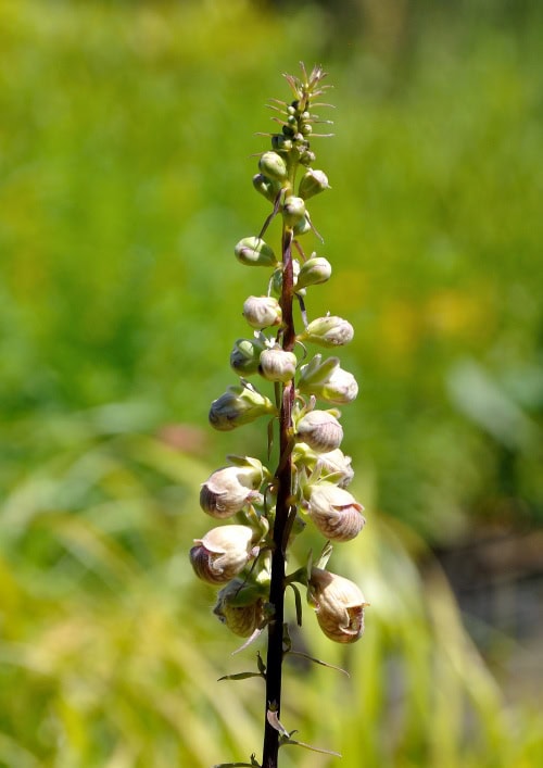 Digitalis ferruginea