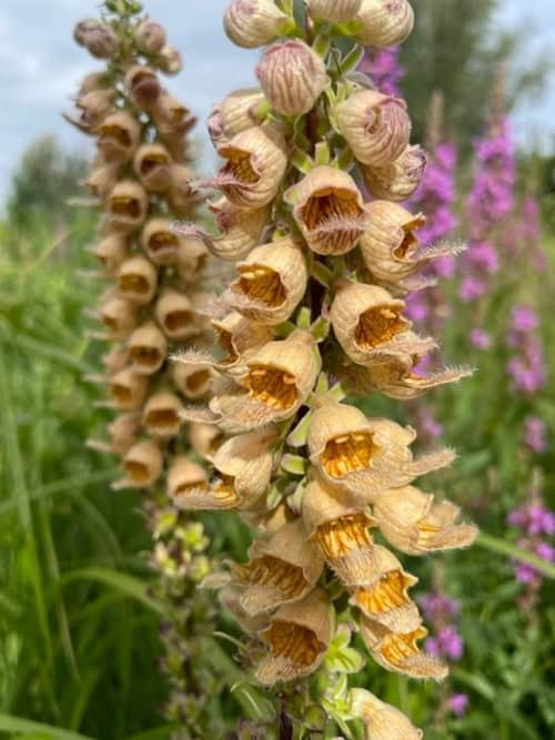 Roestbruine bloei van Digitalis ferruginea