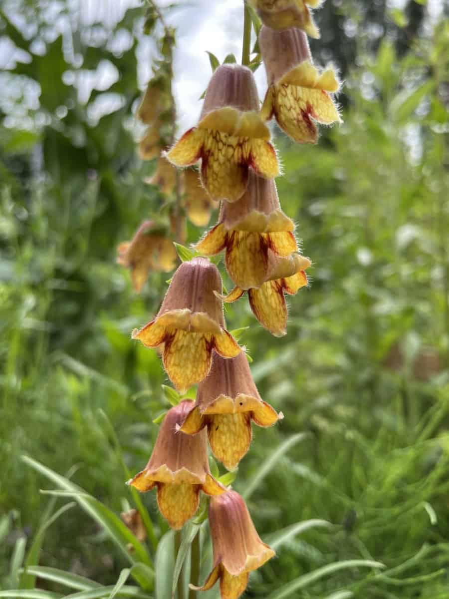 Digitalis obscura Sunset met koperoranje buisvormige bloemen op slanke stelen