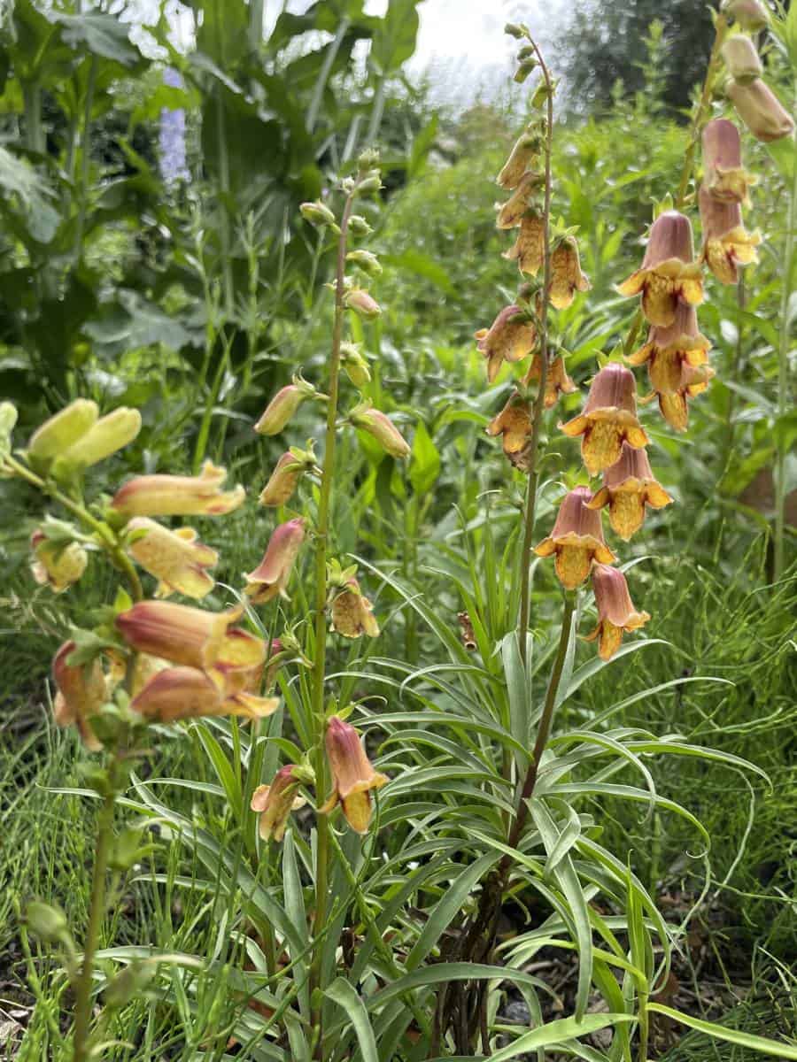 Digitalis obscura Sunset met rijk bloeiende oranje bloemen in natuurlijke border
