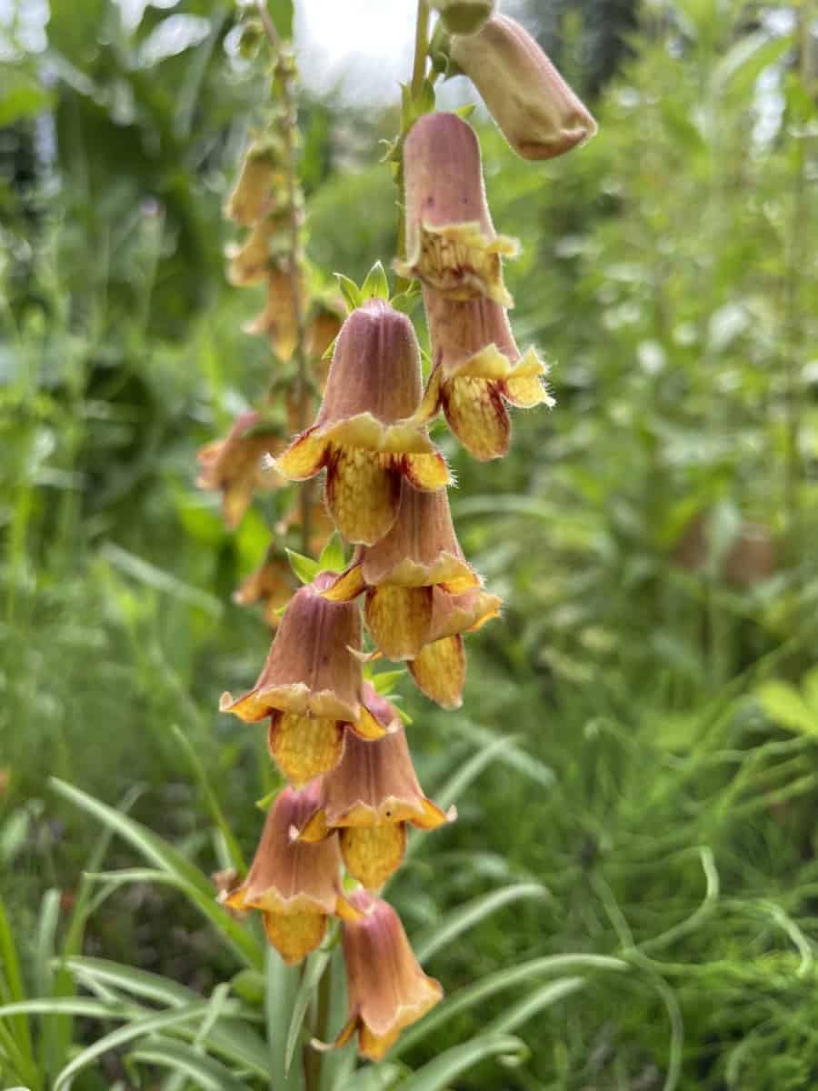 Detail van koperoranje bloemen van Digitalis obscura Sunset