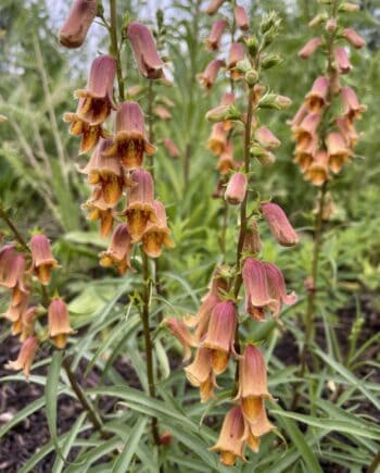Digitalis obscura 'Sunset' met warm oranje bloemen aan slanke bloemstelen.