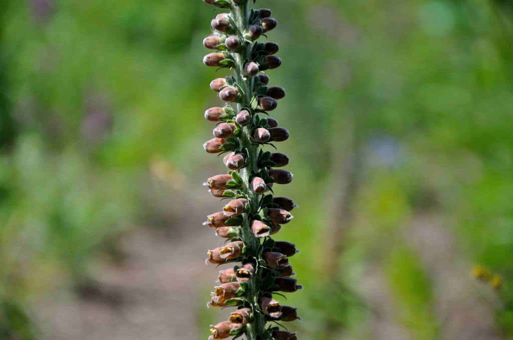 Digitalis parviflora 'Milk Chocolate'