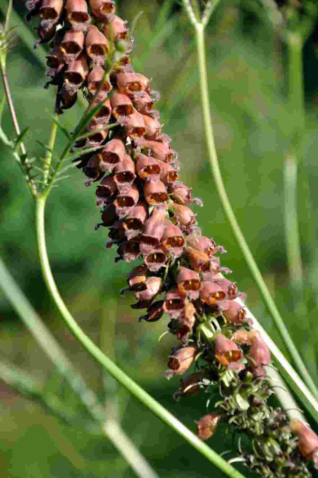 Donker roodbruine bloei van Digitalis parviflora