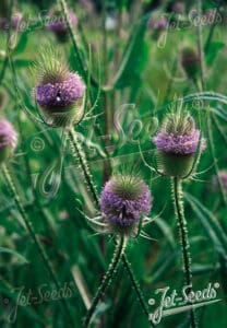 Dipsacus fullonum
